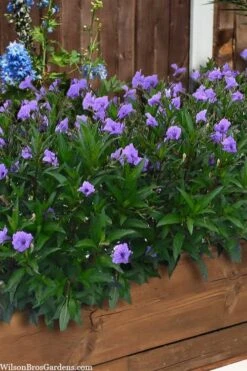 Mayan Compact Purple Mexican Petunia (Ruellia) - 5 Pack Quart Pots -Garden Plants Shop ruellia simplex mayan compact purple mexican petunia 4