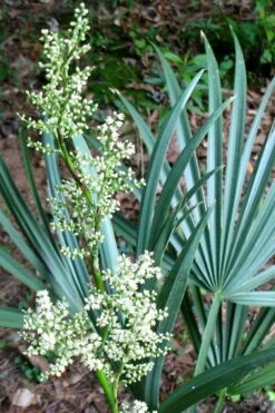 Blue Stem Dwarf Palmetto Palm (Sabal Minor) - 3 Gallon Pot 15 Blue Stem Dwarf Palmetto Palm (Sabal Minor) - 3 Gallon Pot -Garden Plants Shop sabal minor dwarf blue stem palmetto palm 1