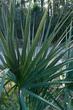 Blue Stem Dwarf Palmetto Palm (Sabal Minor) - 3 Gallon Pot 17 Blue Stem Dwarf Palmetto Palm (Sabal Minor) - 3 Gallon Pot -Garden Plants Shop sabal minor dwarf blue stem palmetto palm 3