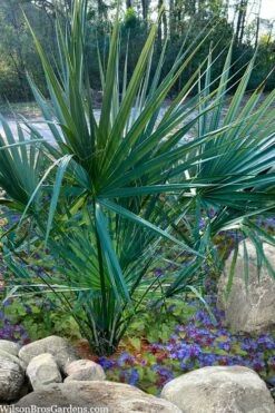 Blue Stem Dwarf Palmetto Palm (Sabal Minor) - 3 Gallon Pot 13 Blue Stem Dwarf Palmetto Palm (Sabal Minor) - 3 Gallon Pot -Garden Plants Shop sabal minor dwarf blue stem palmetto palm 5