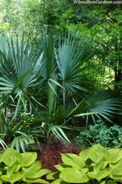 Blue Stem Dwarf Palmetto Palm (Sabal Minor) - 3 Gallon Pot 14 Blue Stem Dwarf Palmetto Palm (Sabal Minor) - 3 Gallon Pot -Garden Plants Shop sabal minor dwarf blue stem palmetto palm 8