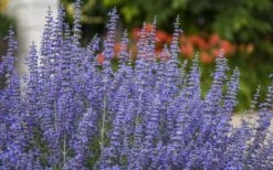 Denim N' Lace Russian Sage (Perovskia) - 1 Gallon Pot 12 Denim N' Lace Russian Sage (Perovskia) - 1 Gallon Pot -Garden Plants Shop sage russian denim n lace 800x500 1