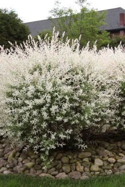 Flamingo Dappled Willow (Shrub Form) - 2 Gallon Pot -Garden Plants Shop salix integra flamingo dappled willow bush 2 1