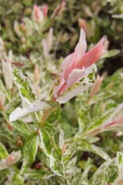 Flamingo Dappled Willow (Shrub Form) - 2 Gallon Pot -Garden Plants Shop salix integra flamingo dappled willow bush 3 1