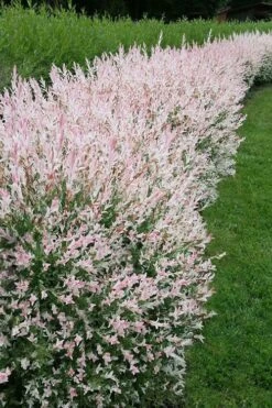 Flamingo Dappled Willow (Shrub Form) - 2 Gallon Pot -Garden Plants Shop salix integra flamingo dappled willow bush 4 1