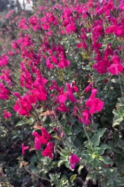 Heatwave Brilliance Salvia (Sage) - 1 Gallon Pot -Garden Plants Shop salvia greggii heatwave brilliance 10