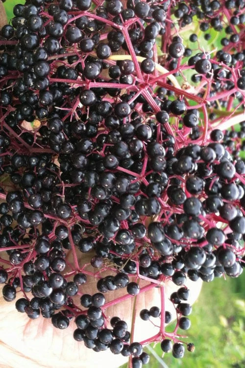 Wyldewood American Elderberry (Sambucus Canadensis) - 1 Gallon Pot 3 Wyldewood American Elderberry (Sambucus Canadensis) - 1 Gallon Pot
