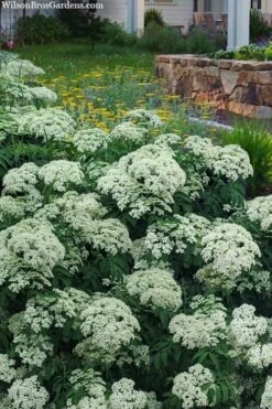 Wyldewood American Elderberry (Sambucus Canadensis) - 3 Gallon Pot -Garden Plants Shop sambucus nigra canadensis common elderberry 12