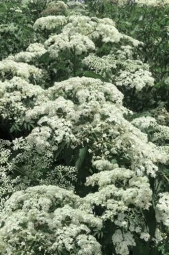 Wyldewood American Elderberry (Sambucus Canadensis) - 1 Gallon Pot 13 Wyldewood American Elderberry (Sambucus Canadensis) - 1 Gallon Pot -Garden Plants Shop sambucus nigra canadensis common elderberry 7 1