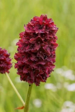 Great Burnet (Sanguisorba Officinalis) - 1 Gallon Pot -Garden Plants Shop sanguisorba officinalis great burnet 2
