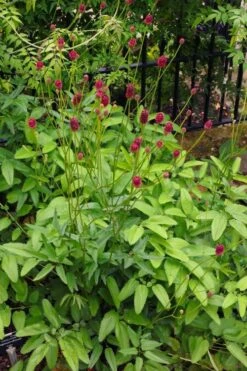 Great Burnet (Sanguisorba Officinalis) - 1 Gallon Pot -Garden Plants Shop sanguisorba officinalis great burnet 4