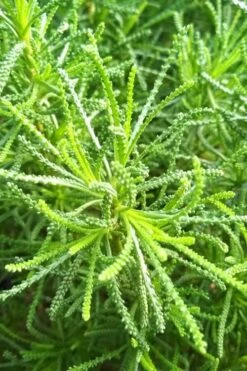 Green Santolina (Lavender Cotton) - 5 Pack Of Quart Pots -Garden Plants Shop santolina virens green lavender cotton 10