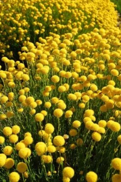 Green Santolina (Lavender Cotton) - 5 Pack Of Quart Pots -Garden Plants Shop santolina virens green lavender cotton 6