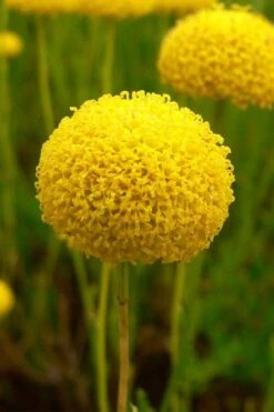 Green Santolina (Lavender Cotton) - 5 Pack Of Quart Pots -Garden Plants Shop santolina virens green lavender cotton 7