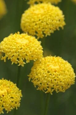 Green Santolina (Lavender Cotton) - 5 Pack Of Quart Pots -Garden Plants Shop santolina virens green lavender cotton 8