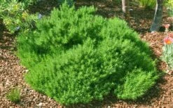 Green Santolina (Lavender Cotton) - 5 Pack Of Quart Pots -Garden Plants Shop santolina virens green lavender cotton 9