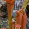 Bug Bat Pitcher Plant (Sarracenia) - 2.5 Quart Pot -Garden Plants Shop sarracenia bug bat pitcher plant 2