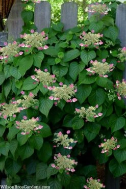 Rose Sensation Pink Climbing Hydrangea Vine - 3 Gallon Pot -Garden Plants Shop schizophragma hydrangeoides rose sensation climbing hydrangea 104 1