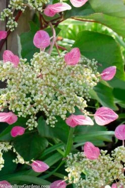 Rose Sensation Pink Climbing Hydrangea Vine - 3 Gallon Pot -Garden Plants Shop schizophragma hydrangeoides rose sensation climbing hydrangea 105 1