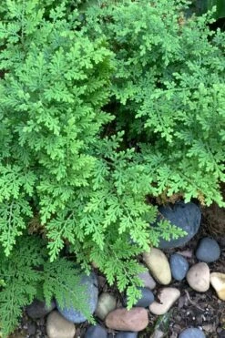Arborvitae Fern (Selaginella Braunii) - 1 Gallon Pot -Garden Plants Shop selaginella braunii arborvitae fern 2