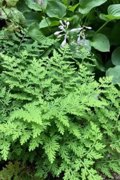 Arborvitae Fern (Selaginella Braunii) - 1 Gallon Pot -Garden Plants Shop selaginella braunii arborvitae fern 3