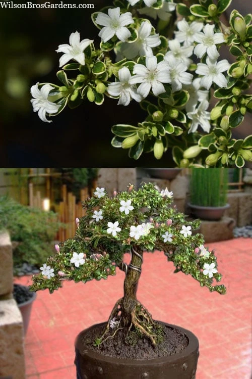 Variegated Snowbush (Serissa Japonica) - 3 Gallon Pot 7 Variegated Snowbush (Serissa Japonica) - 3 Gallon Pot - Image 5