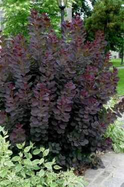 Royal Purple Smoke Tree (TREE FORM) - 5 Gallon Pot -Garden Plants Shop smoke tree royal purple 25