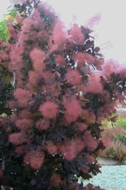 Royal Purple Smoke Tree (TREE FORM) - 5 Gallon Pot -Garden Plants Shop smoke tree royal purple 28