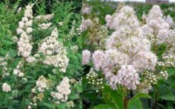 White Meadowsweet (Spirea Alba) - 1 Gallon Pot -Garden Plants Shop spirea alba white meadowsweet 9