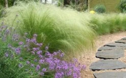 Pony Tails Mexican Feather Grass (Stipa Tennuissima) - 5 Pack Of Quart Pots -Garden Plants Shop stipa tenuissima ponytails mexican feather grass 105