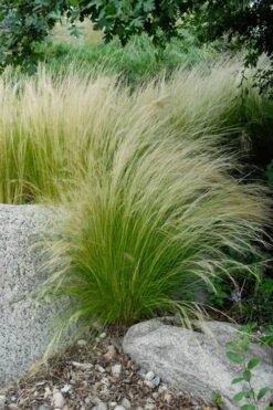 Pony Tails Mexican Feather Grass (Stipa Tennuissima) - 5 Pack Of Quart Pots -Garden Plants Shop stipa tenuissima ponytails mexican feather grass 107