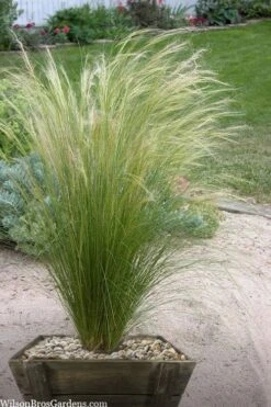 Pony Tails Mexican Feather Grass (Stipa Tennuissima) - 5 Pack Of Quart Pots -Garden Plants Shop stipa tenuissima ponytails mexican feather grass 111