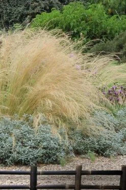 Pony Tails Mexican Feather Grass (Stipa Tennuissima) - 5 Pack Of Quart Pots -Garden Plants Shop stipa tenuissima ponytails mexican feather grass 117