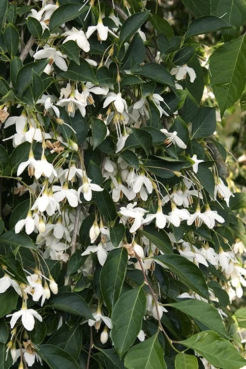 Fragrant Fountain Weeping Japanese Snowbell Tree - 5 Gallon Pot 11 Fragrant Fountain Weeping Japanese Snowbell Tree - 5 Gallon Pot - Image 9