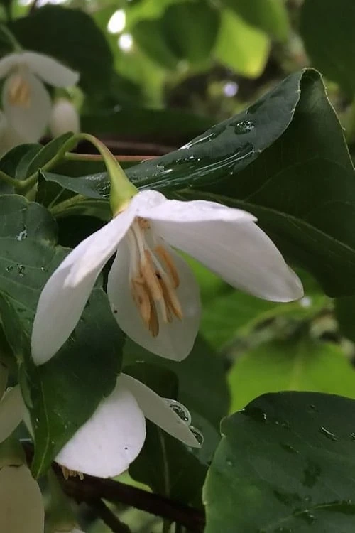 Fragrant Fountain Weeping Japanese Snowbell Tree - 5 Gallon Pot 10 Fragrant Fountain Weeping Japanese Snowbell Tree - 5 Gallon Pot - Image 8
