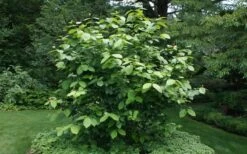 Venus White Sweetshrub (Calycanthus) - 3 Gallon Pot -Garden Plants Shop sweet shrub aphrodite shrub