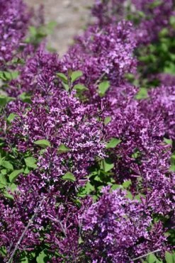 Bloomerang Dark Purple Lilac - 2 Gallon Pot -Garden Plants Shop syringa bloomerang dark purple lilac 23