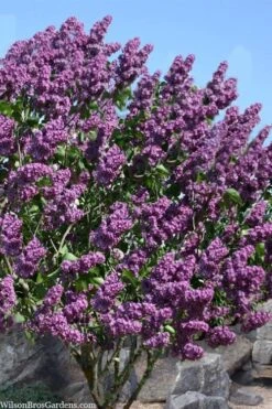 Pocohantas Lilac (Syringa) - 3 Gallon Pot 9 Pocohantas Lilac (Syringa) - 3 Gallon Pot -Garden Plants Shop syringa pocahontas canadian lilac 2