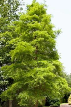 Green Whispers Bald Cypress (Taxodium Distichum) - 7 Gallon Pot (6-7') -Garden Plants Shop taxodium distichum green whispers bald cypress tree 1