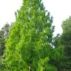 Green Whispers Bald Cypress (Taxodium Distichum) - 7 Gallon Pot (6-7')