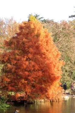 Green Whispers Bald Cypress (Taxodium Distichum) - 7 Gallon Pot (6-7') -Garden Plants Shop taxodium distichum green whispers bald cypress tree 4