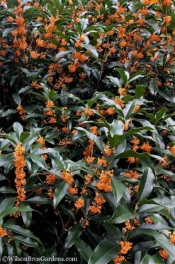 Fragrant Orange Tea Olive - Osmanthus Fragrans Aurantiacus - 5 Pack Of Quart Pots -Garden Plants Shop tea olive orange 103