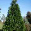 Green Giant Arborvitae - 1 Gallon Pot -Garden Plants Shop thuja green giant arborvitae 101 1