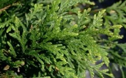 Green Giant Arborvitae (Thuja) - 5 Gallon Pot -Garden Plants Shop thuja green giant arborvitae 102