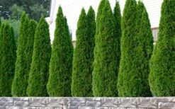 Emerald Green Arborvitae - 7 Gallon Pot (3-4') 13 Emerald Green Arborvitae - 7 Gallon Pot (3-4') -Garden Plants Shop thuja occidentalis emerald green arborvitae 102