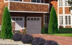 Emerald Green Arborvitae - 7 Gallon Pot (3-4') 12 Emerald Green Arborvitae - 7 Gallon Pot (3-4') -Garden Plants Shop thuja occidentalis emerald green arborvitae 106