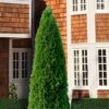 Emerald Green Arborvitae - 7 Gallon Pot (3-4') 1 Emerald Green Arborvitae - 7 Gallon Pot (3-4') -Garden Plants Shop thuja occidentalis emerald green arborvitae 107