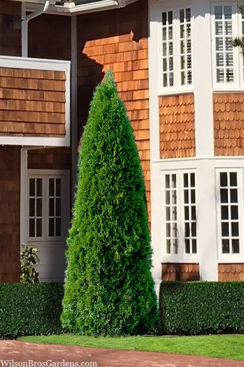 Emerald Green Arborvitae - 7 Gallon Pot (3-4') 3 Emerald Green Arborvitae - 7 Gallon Pot (3-4')