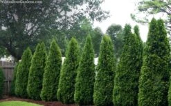 Emerald Green Arborvitae - 7 Gallon Pot (3-4') 14 Emerald Green Arborvitae - 7 Gallon Pot (3-4') -Garden Plants Shop thuja occidentalis emerald green arborvitae 109