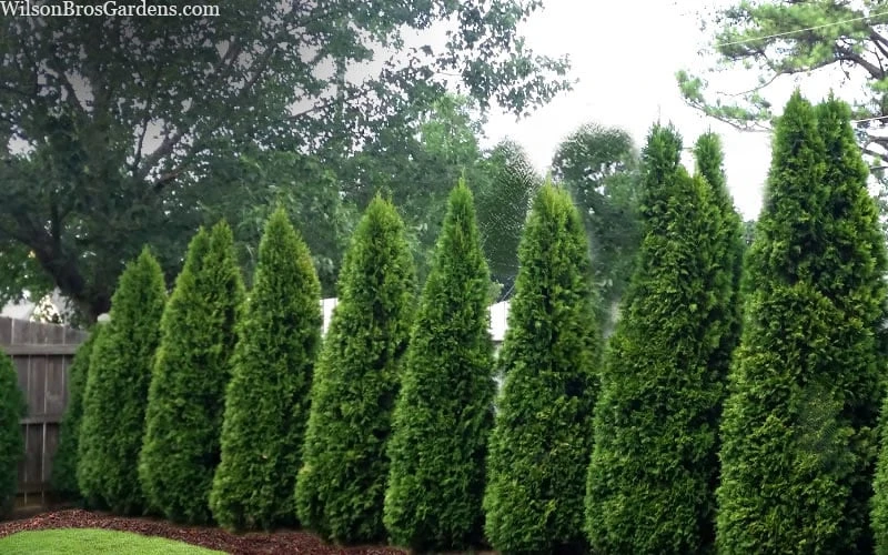 Emerald Green Arborvitae - 7 Gallon Pot (3-4') 8 Emerald Green Arborvitae - 7 Gallon Pot (3-4') - Image 6